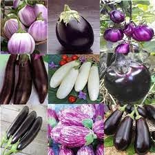 Eggplant Vegetable Seeds for Planting - 50 pcs