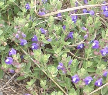 Blue Skullcap Flower Seeds â€“ Heirloom, Non-GMO Seeds for Planting Medicinal Garden Herbs