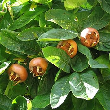 Brown Medlar or Mespilus germanica Fruit Seeds for Planting - Heirloom and GMO Free Seeds for your Home Garden