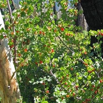 Pink Ribes Cereum Flower Seeds for Planting - 100 pcs