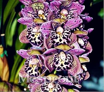 Mixed Cymbidium Orchid Seeds - Heirloom Non-GMO Planting Flower Seeds