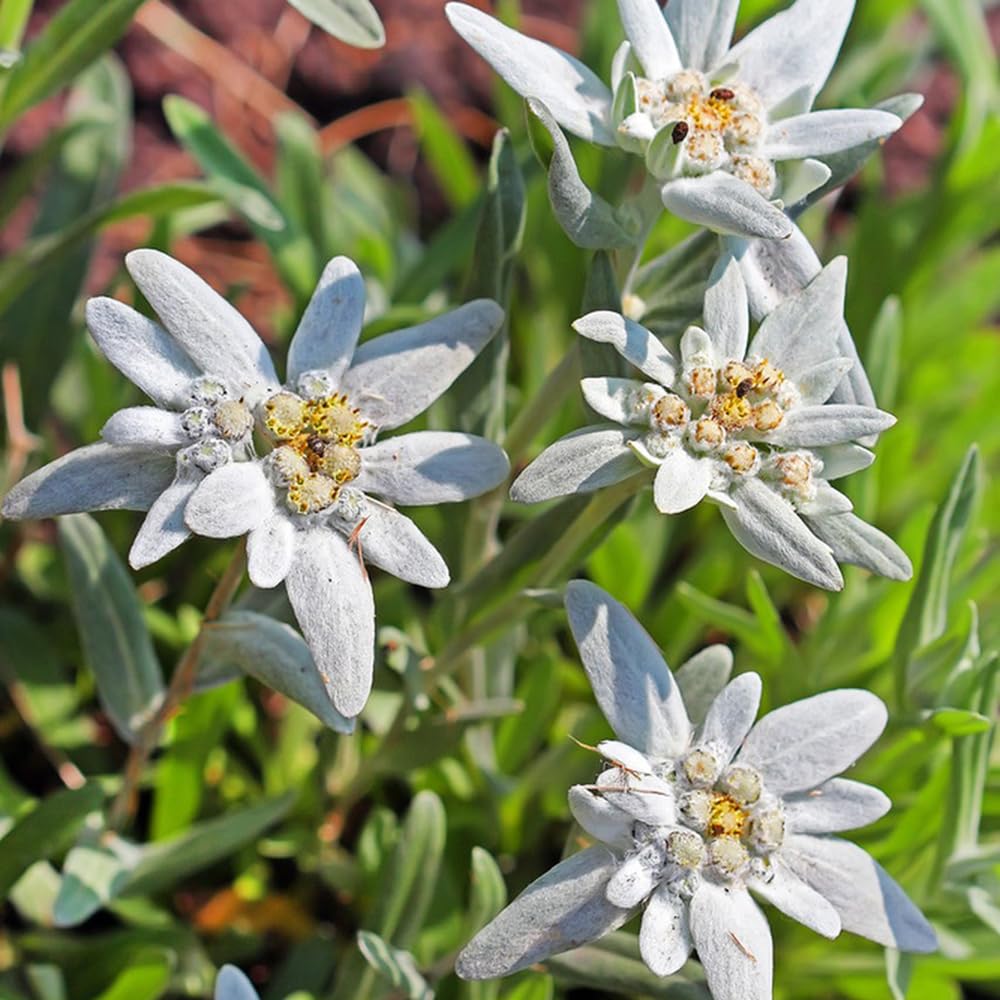 Green White Mountain Flower Seeds for Planting - 100 pcs for planting in your garden.