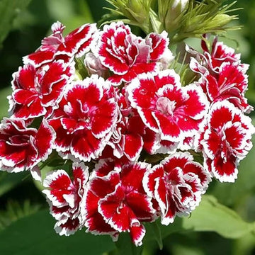 Dianthus Red White Flower Seeds – Heirloom, Non-GMO Seeds for Planting Colorful Garden Blooms