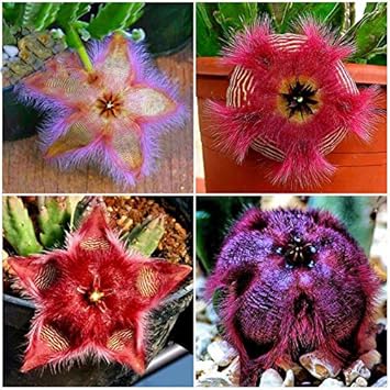 Stapelia Pulchella Succulent Plant Seeds for Planting - NON GMO Seeds