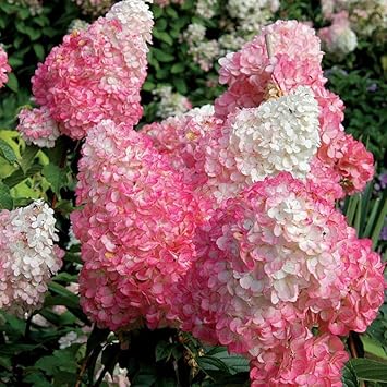Vainilla Hortensia Flower Seeds for Planting NON GMO Seeds