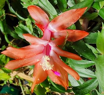 Christmas Cactus Flower Seeds for Planting - NON GMO Seeds