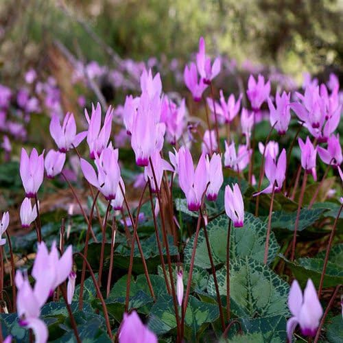 Heirloom Non-GMO Violet Cyclamen Flower Seeds for Planting – Hardy Shade-Loving Garden Seeds - Non-GMO for planting in home garden