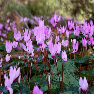 Heirloom Non-GMO Violet Cyclamen Flower Seeds for Planting – Hardy Shade-Loving Garden Seeds