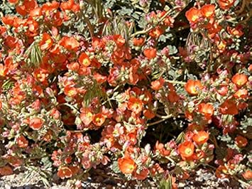 Orange Sphaeralcea Flower Seeds for Planting - 100 pcs