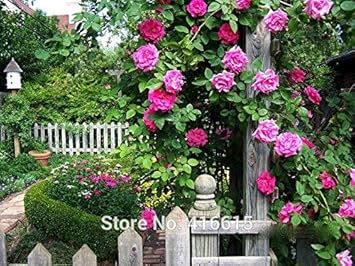 Pink Zephirine Rose Heirloom Non-GMO Seeds for Planting