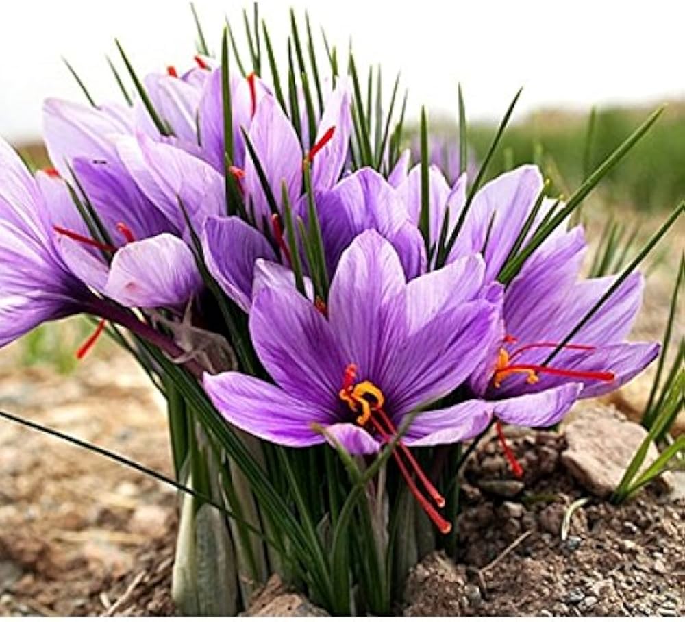 Heirloom Non-GMO Hatsuga Saffron Crocus Mixed Flower Seeds for Garden Planting ƒ?? Aromatic Rare Blooms for planting in your garden.
