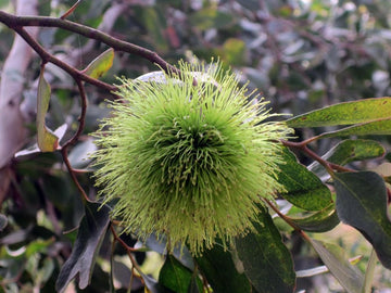 Eucalyptus Lehmannii Flower Seeds for Planting -Heirloom & Non-GMO Seeds for planting