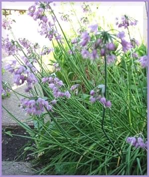 Organic Heirloom Non-GMO Purple Cernuum Seeds for Planting – Vibrant Garden Blooms