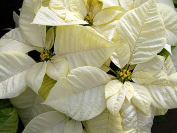 White Poinsettia Flower Seeds – Heirloom Non-GMO Festive Blooms for Garden and Pot Planting