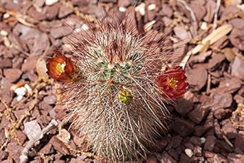 Red Echinocereus Russanthus Cactus Seeds for Planting Rare Succulent Variety, Drought-Tolerant & Hardy