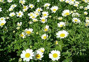 Leucanthemum Flower Seeds for Planting, White Blooms, 100 pcs