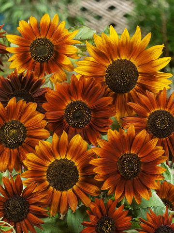 Yellow and Red Sunflower Seeds for Planting – Vibrant Bi-Color Blooms for Garden or Landscape