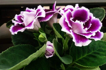 Gloxinia Purple White Seeds for Planting – Organic, Heirloom, Non-GMO Flower Seeds