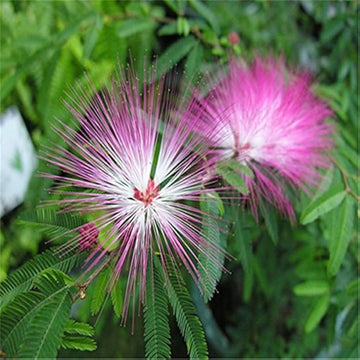 Pink White Mimosa Flower Seeds for Planting - 100 pcs