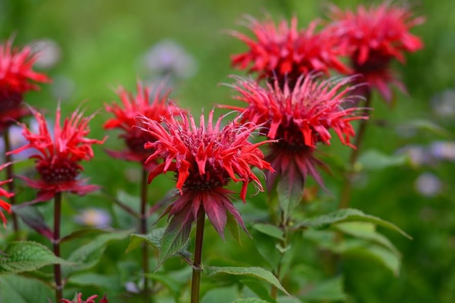 Monarda Flower Seeds for Planting, Mixed Panorama, 100 pcs for planting in your garden.