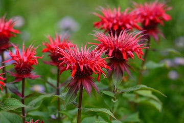 Monarda Flower Seeds for Planting, Mixed Panorama, 100 pcs