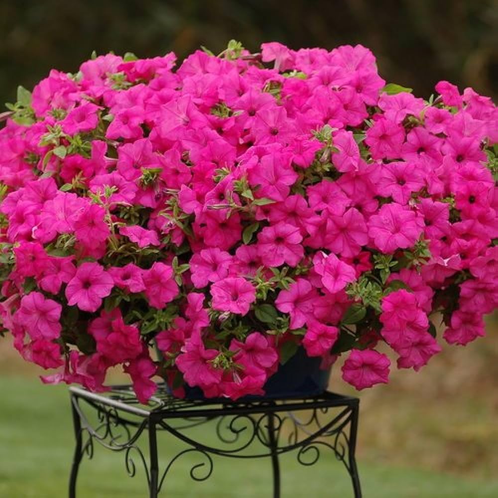 Pink Petunia Flower Seeds for Planting - Heirloom, NON-GMO Flower Seeds - Beautiful Garden Blooms for planting in your garden.