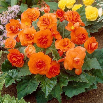 Orange Begonia Flower Seeds for Planting - NON GMO Seeds