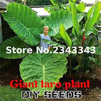 Heirloom Green Alocasia Plant Seeds, Non-GMO Decorative Foliage for Planting for planting in your garden.