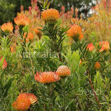 Leucospermum Cordifolium Flower Seeds for Planting - Heirloom, NON-GMO Seeds - Easy to Grow