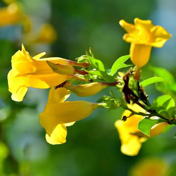 Organic Yellow Allamanda Flower Seeds for Planting – Heirloom, Non-GMO