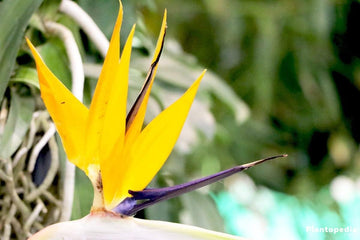 Strelitzia Flower Seeds in Yellow for Planting - 100 pcs