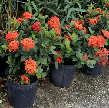 Ixora Flower Seeds for Planting - NON GMO Seeds