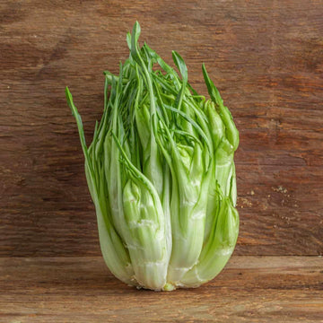 Puntarelle or Asparagus Chicory Plant Seeds for Planting - Heirloom Vegetable Seeds for Home Garden
