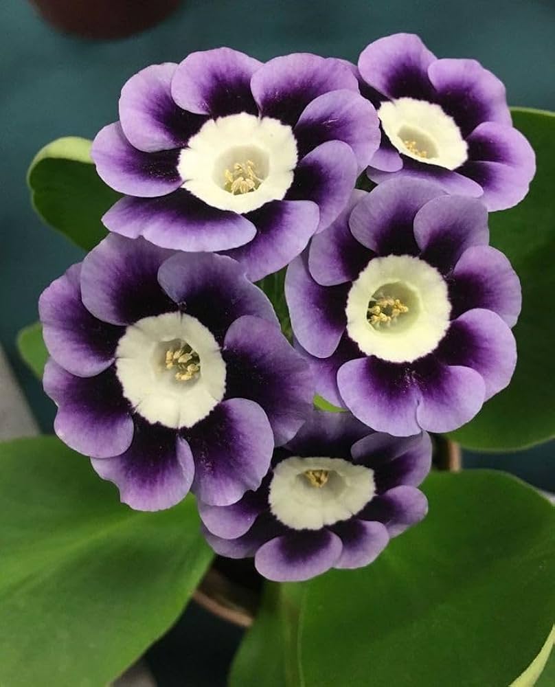 Violet Primrose Flower Seeds for Planting-100 pcs for planting in your garden.