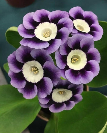 Violet Primrose Flower Seeds for Planting-100 pcs