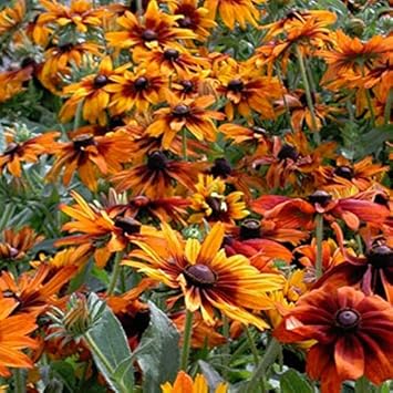 Organic Orange Cappuccino Rudbeckia Flower Seeds for Planting ƒ?? Heirloom, Non-GMO