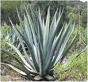 Green Agave Kerchovei Plant Seeds for Planting - NON GMO Seeds