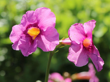 Incarvilla Flower Seeds for Planting â€“ NON GMO Seeds