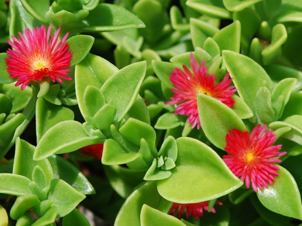 Heirloom Aptenia Cordifolia Flower Seeds for Planting ƒ?? Non-GMO, Ground Cover Flower Seeds for planting in your garden.