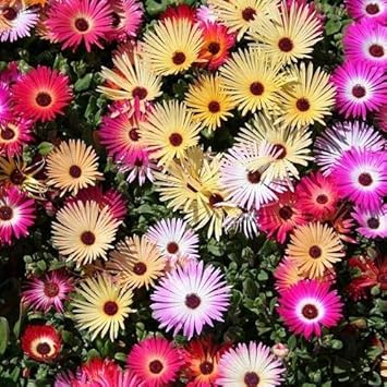 Ice Plant Mixed Flower Seeds for Planting – Organic, Heirloom, Non-GMO Seeds