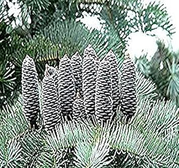 Abies Concolor Seeds for Planting – Organic, Heirloom, Non-GMO Plant Seeds