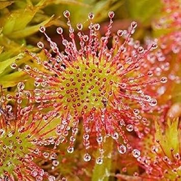Green Hardy Sundew Plant Seeds for Planting - NON GMO Seeds