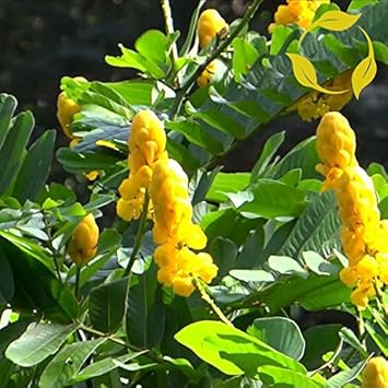 Yellow Candlestick Flower Seeds for Planting - 100 pcs