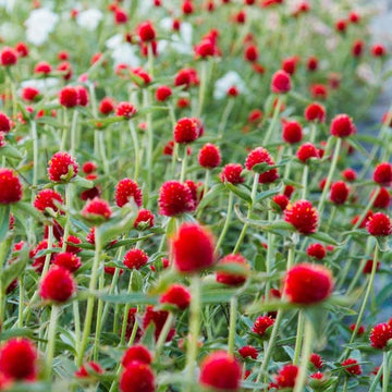 Heirloom Gomphrena Seeds – Non-GMO Flower Seeds for Planting