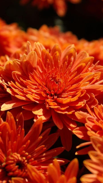 Deep Orange Chrysanthemum Flower Seeds for Planting - NON GMO Seeds