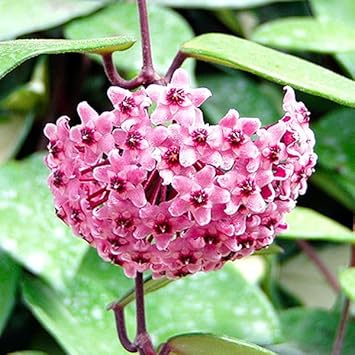 Heirloom Non-GMO Hoya Carnosa Flower Seeds – Fragrant Tropical Flower Seeds for Planting