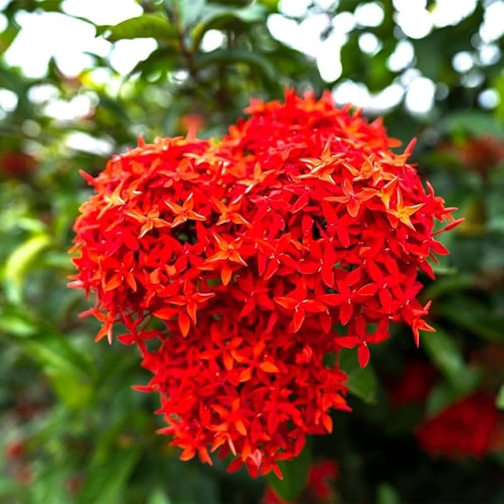 Passi Coccinea Flower Seeds for Planting - 100 pcs for planting in your garden.