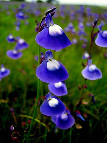 Utricularia Flower Seeds Blue for Planting, NON GMO Seeds