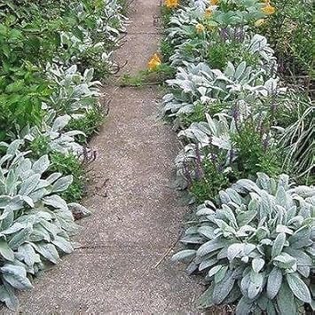 Gray Lambs Ear Plant Seeds for Planting - 100 pcs