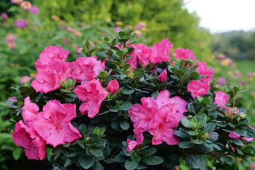 Azalea Flower Seeds Multi-Colored for Planting - 100 pcs